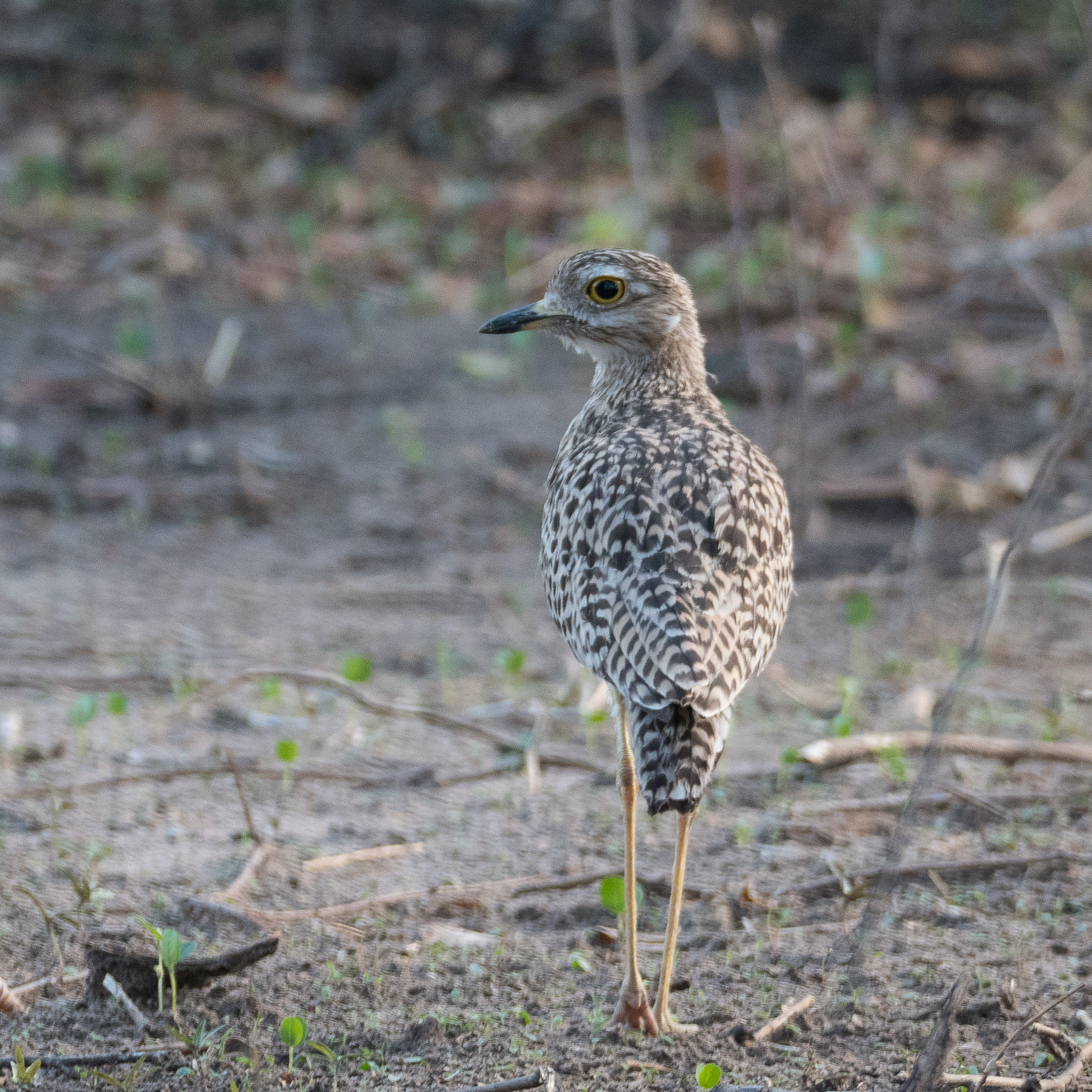 Œdicnème tachard adulte (Spotted thicknee, Burhinus capensis), Chobe National Park, Botswana-6734